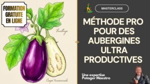 Formation gratuite en ligne Masterclass AUBERGINES Potager Maestro