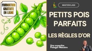 Formation gratuite en ligne Masterclass PETITS POIS Potager Maestro
