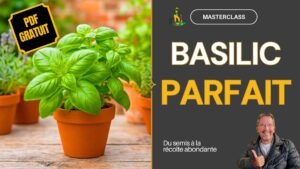 Formation gratuite en ligne Masterclass sur la cullture du BASILIC Potager Maestro