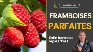 Formation gratuite en ligne Masterclass sur les FRAMBOISES Potager Maestro