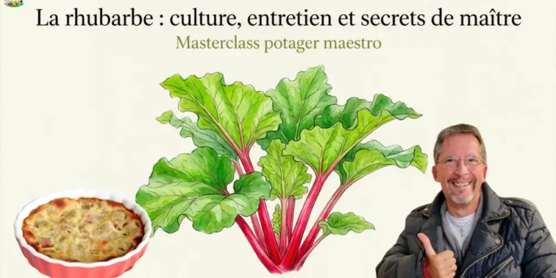 Rhubarbe pour les pro - Masterclass