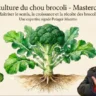 Brocolis pour les pro - Masterclass