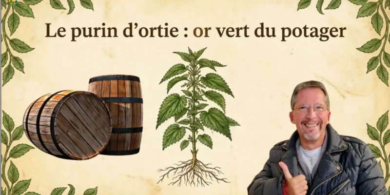 Purin d'ortie pour les pro - Masterclass