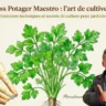 Persil pour les pro - Masterclass