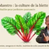 Blettes pour les pro - Masterclass
